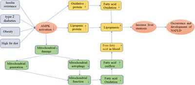 The AMPK pathway in fatty liver disease